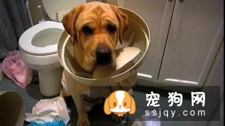 为什么主人惩罚狗的时候，它都不会反抗呢？