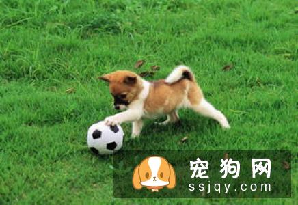 如何训练狗狗捡球 口令和奖励都很关键