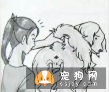 如何在家给狗狗清理肛门腺?