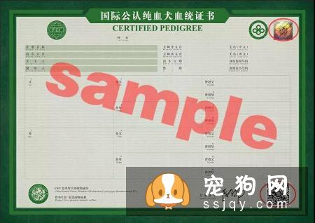 想买纯种犬太难,总是被狗贩子坑?CKU为狗狗打造了五大神器