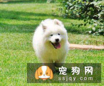 所谓的鼻子干到底是怎么一个情况吧!狗狗感冒鼻头干到底是什么情况?