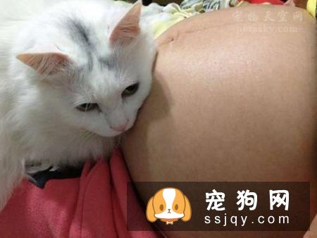 怀孕不是丢弃宠物的理由 网友分享自己当妈妈经历