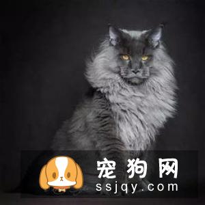 如何给缅因猫梳理毛发 猫咪的梳理方法和步骤