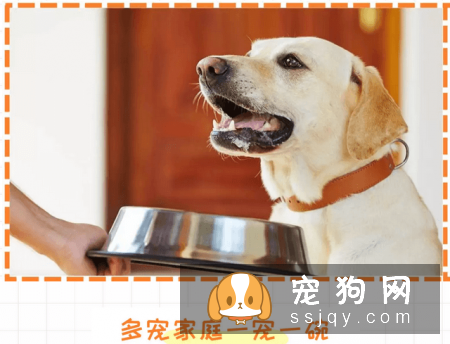狗狗护食行为跟主人有很大的关系，应该如何改善？