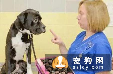 怎样养宠物才能让它们活得更久？
