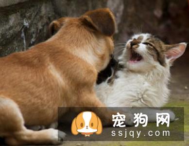 狗狗为什么喜欢打架？狗狗打架的原因是什么？