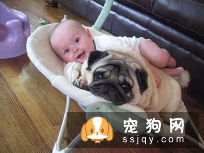 酶与益生菌对于狗狗有何作用？