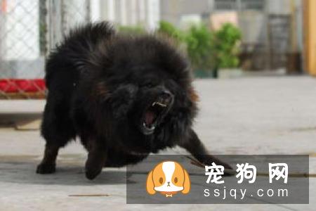 狗狗护食行为跟主人有很大的关系，应该如何改善？