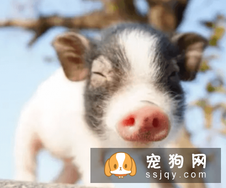 什么宠物认主，最认主的宠物排行榜
