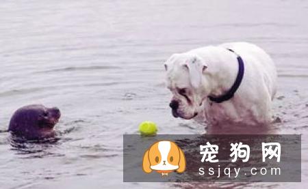 怎么训练狗狗不乱舔东西的方法，训练狗狗不乱吃东西