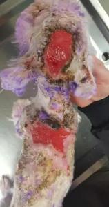 别拿无知当真爱，这种行为会害死你的狗