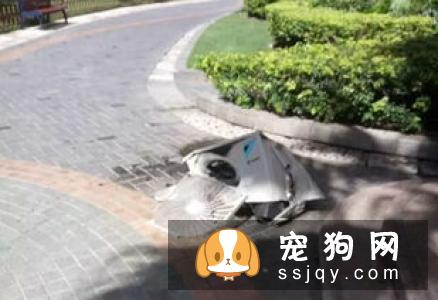 好吓人！我的狗为什么总是冲着空地叫！？