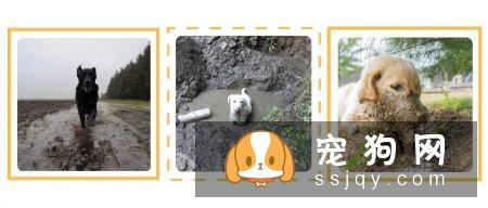 歪头杀,笑颜杀和打滚杀并称小狐狸精狗的三大绝技!