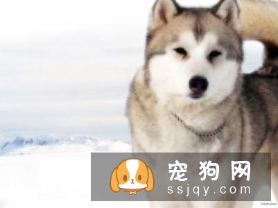 有哪些宠物比较粘人，排名前20的粘人宠物排行榜！