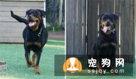 狗狗不是什么东西都能吃的,会危害它的身体健康哦。宠仔圈