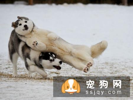 狗狗为什么喜欢打架？狗狗打架的原因是什么？