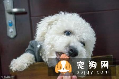 小狗拉稀带血怎么办？狗狗拉稀带血是什么原因？