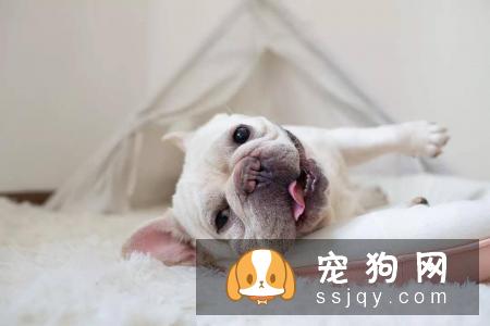 正常掉毛No季节性换毛春夏季3至11月是宠物正常换毛季