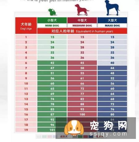 狗狗上了年纪，需要注意些哪些方面?