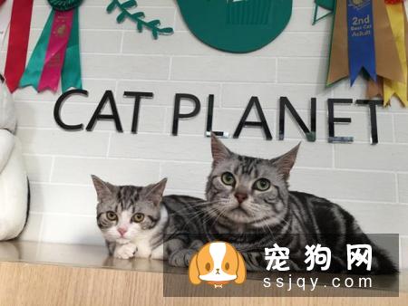 如何区分英国短毛猫和美国短毛猫？美短和英短有什么区别？
