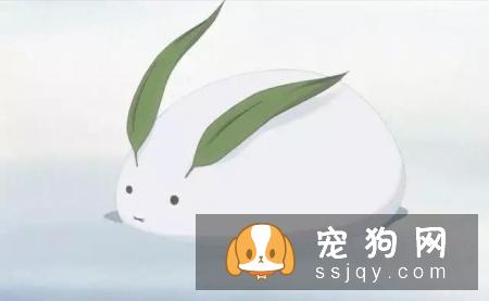 宠物究竟需不需要穿衣服呢?答案:万事无绝对嘛当然,除了你家娃很可爱