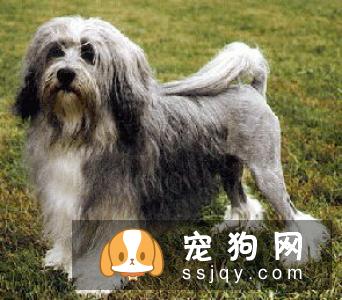 狗狗在怀孕期间应该如何照顾