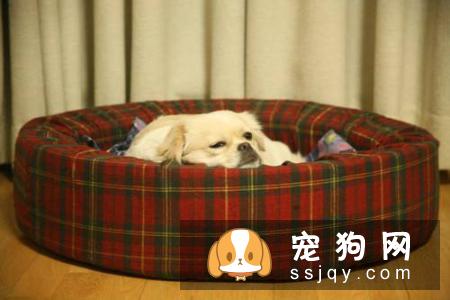 狗狗不在狗窝睡觉，应该怎么训练狗狗习惯睡狗窝