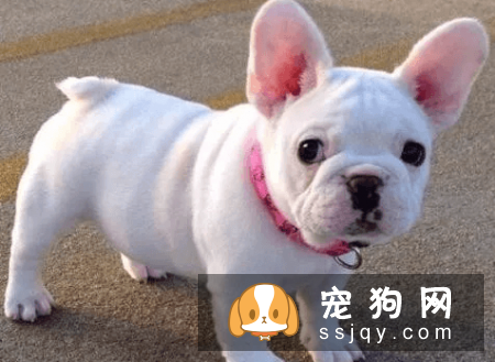 什么宠物狗养的人最多？宠物狗热度排行榜！