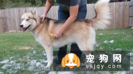 萨摩耶犬初春换毛要注意这些正常的掉毛、换毛外!