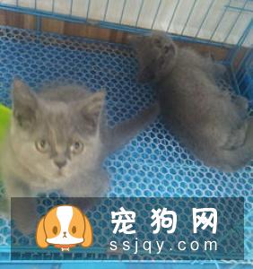 如何区分英国短毛猫和美国短毛猫？美短和英短有什么区别？