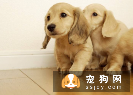 你怎么看待那些吃掉邻居宠物的人？