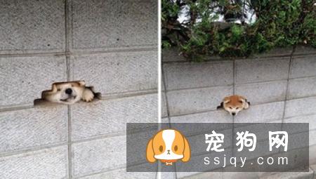 保护沙发不被狗狗抓坏的4个秘诀！