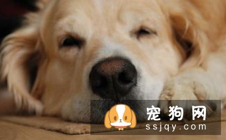 关于狗狗生理期，你应该这样做！