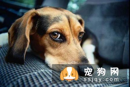 宠仔圈:10大狗狗健康警示信号:呼吸困难当爱宠你变得呼吸困难!