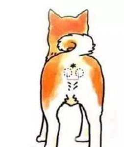 如何在家给狗狗清理肛门腺?