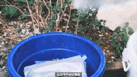 宠物主人应该如何辨别劣质冻干?