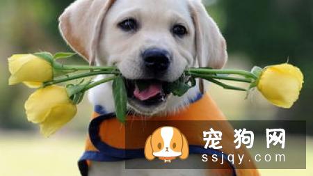 说狗的智商很高,是人类的忠诚朋友,那为什么它会咬人?