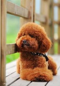 泰迪犬能长多大?茶杯型贵宾肩高:38cm秀宠网兄弟