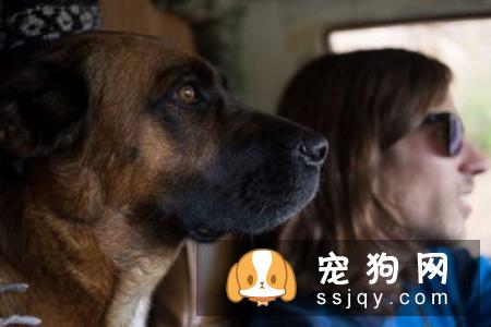 领养宠物需要注意些什么？