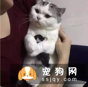 怎么才能不让猫咪叫你起床？