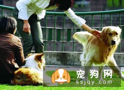 作为一个上班族应该如何养狗
