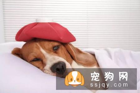 这几种狗狗传染疾病一定要警惕！