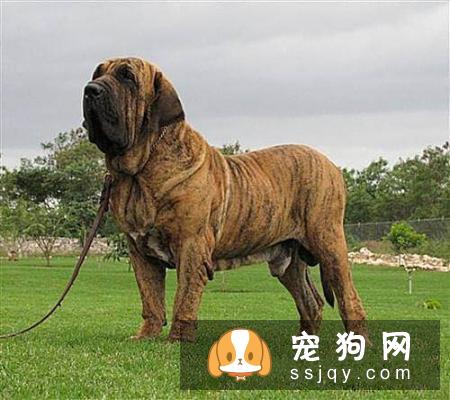 宠仔圈:四种不适合新手养的猛犬,你中枪了没!