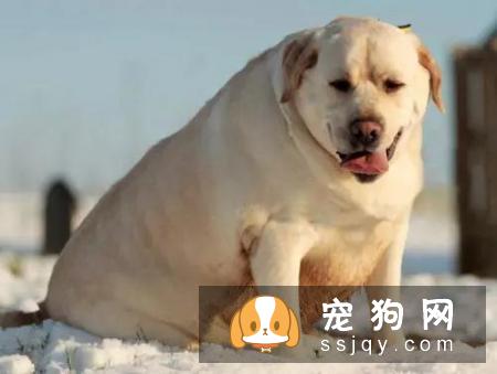 想要保证狗狗有健康的身体，主人应该怎么做？