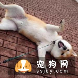 歪头杀,笑颜杀和打滚杀并称小狐狸精狗的三大绝技!
