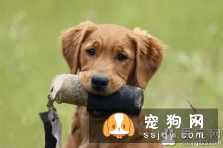 狗狗饮食禁忌：这些东西狗狗绝对不能吃