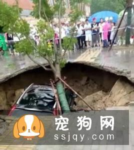 好吓人！我的狗为什么总是冲着空地叫！？