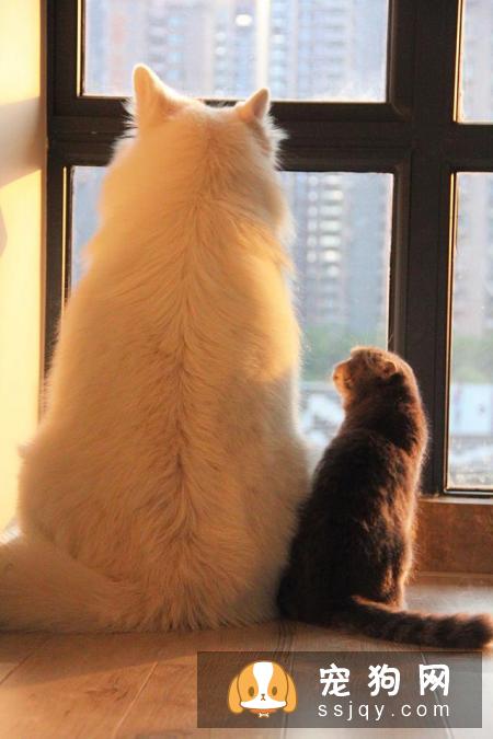 狗狗智商VS猫咪智商，究竟谁比较聪明？