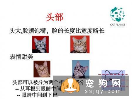 如何区分英国短毛猫和美国短毛猫？美短和英短有什么区别？