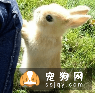 有哪些宠物比较粘人，排名前20的粘人宠物排行榜！